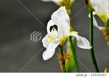 東京三鷹の花 植物 三鷹中原に咲く白いアヤメ 東京三鷹の花 植物 三鷹中原に咲く白いアヤメ 33501003