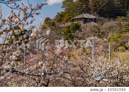 水戸偕楽園の好文亭と梅林 水戸偕楽園の好文亭と梅林 33501593