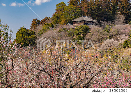 水戸偕楽園の好文亭と梅林 33501595