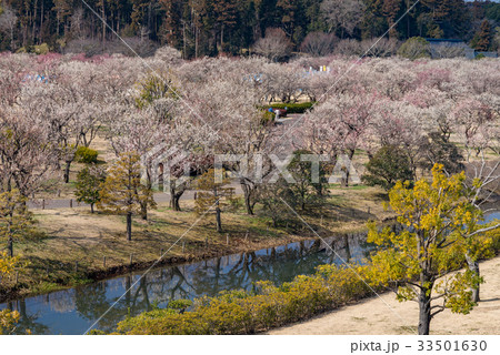 水戸偕楽園の梅林 33501630
