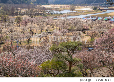 水戸偕楽園の梅林 水戸偕楽園の梅林 33501631