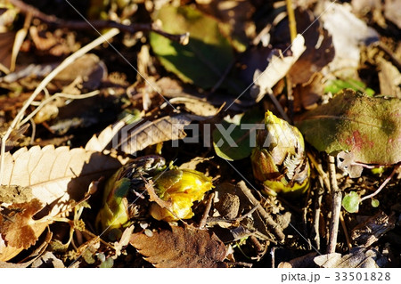 フクジュソウ 33501828