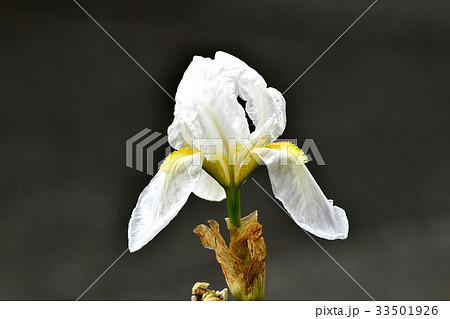東京三鷹の花 植物 三鷹中原に咲く白いアヤメ 33501926