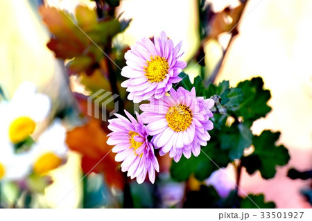 東京三鷹の花 植物 三鷹中原に咲く薄紫色のコギク 33501927