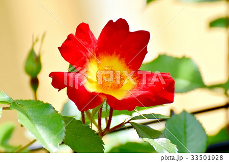 三鷹の花 植物 三鷹中原に咲く一重の赤いバラカクテル 33501928