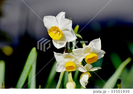 三鷹の花 植物 三鷹中原に咲く二ホンスイセン 33501930