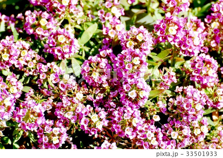 東京三鷹の花 植物 三鷹中原に咲く濃いピンクのアリッサム 33501933