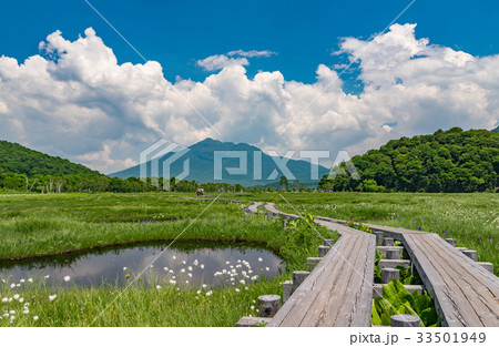尾瀬ヶ原ワタスゲ群落と燧ケ岳 33501949