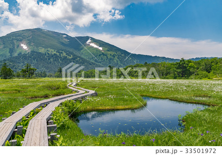 尾瀬ヶ原ワタスゲ群落と至仏山 尾瀬ヶ原ワタスゲ群落と至仏山 33501972
