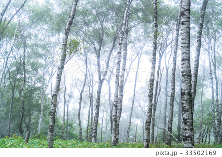 霧に包まれた白樺の森の写真素材