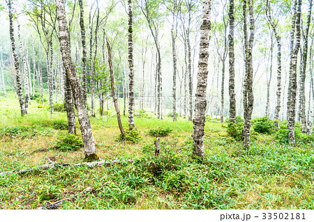 霧に包まれた白樺の森の写真素材