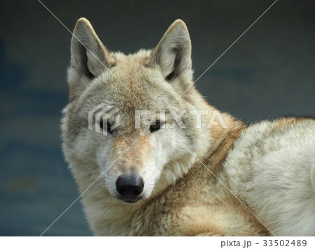 オオカミ 33502489