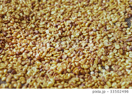 coffee beans drying in the sun 33502496