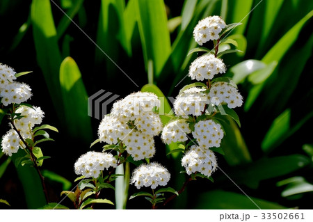 東京三鷹の花 植物 三鷹仙川遊歩道に咲く白いコデマリ 東京三鷹の花 植物 三鷹仙川遊歩道に咲く白いコデマリ 33502661