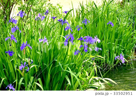 三鷹の花 植物 三鷹仙川隣接公園に咲く青紫色のハナショウブ 33502951