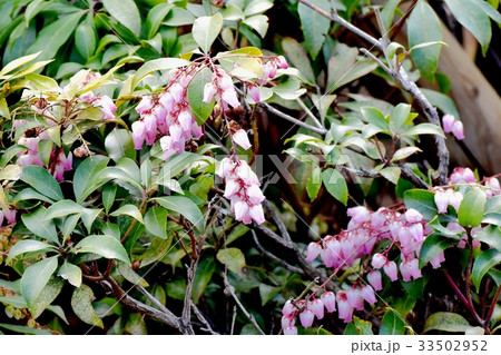 三鷹の花 植物 三鷹仙川隣接公園に咲くアセビ 三鷹の花 植物 三鷹仙川隣接公園に咲くアセビ 33502952