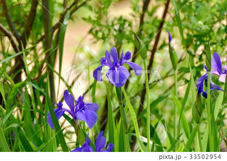 三鷹の花 植物 三鷹仙川隣接公園に咲く青紫色のハナショウブ 33502954