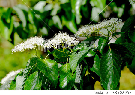 三鷹の花 植物 三鷹仙川隣接公園に咲く白いミズキの花の写真素材