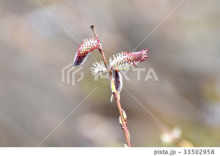 三鷹の花 植物 三鷹仙川隣接公園に咲くネコヤナギ 33502958