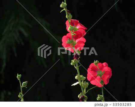 芙蓉 芙蓉 33503285