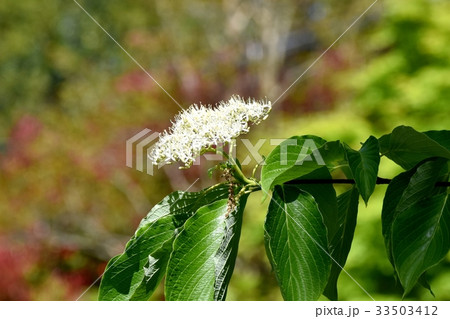 三鷹の花 植物 三鷹仙川隣接公園に咲く白いミズキの花 33503412