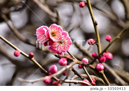 三鷹の花 植物 三鷹中原に咲くコウバイ 33503413