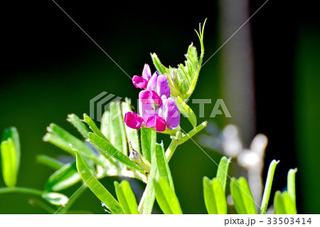 三鷹の花 植物 三鷹中原に咲くエンドウの花 33503414