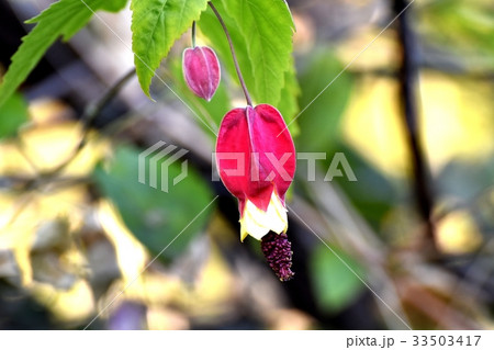 三鷹の花 植物 三鷹中原に咲くチロリアンランプ 33503417