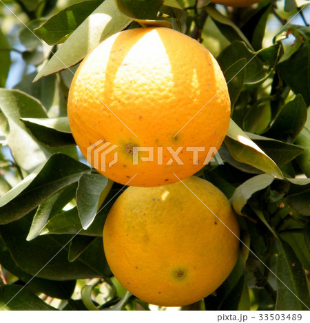 Neve Monosson Two Oranges 2010 33503489