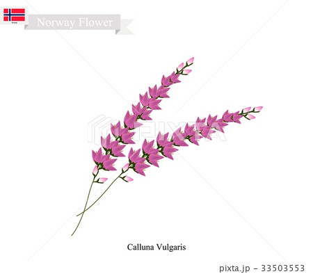 Purple Calluna Vulgaris 33503553