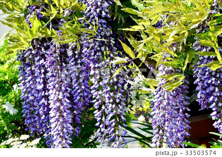三鷹の花 植物 三鷹仙川遊歩道に咲くフジの花 33503574