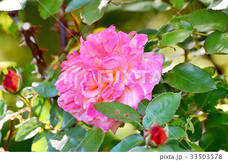 三鷹の花 植物 三鷹仙川公園に咲くアンネフランクのバラ 33503578