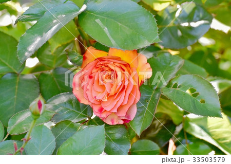 三鷹の花 植物 三鷹仙川公園に咲くアンネフランクのバラ 33503579