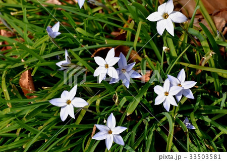 三鷹の花 植物 三鷹仙川公園に咲くハナニラ 33503581