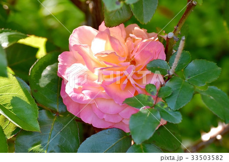 三鷹の花 植物 三鷹仙川公園に咲くアンネフランクのバラ 33503582