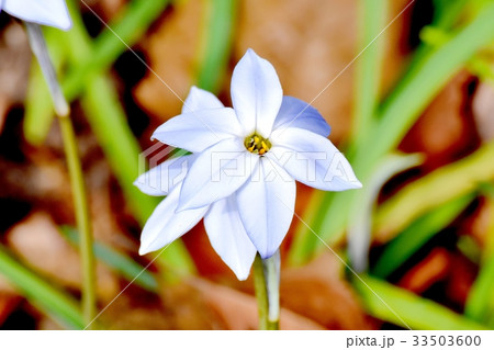 三鷹の花 植物 三鷹仙川公園に咲くハナニラ 三鷹の花 植物 三鷹仙川公園に咲くハナニラ 33503600