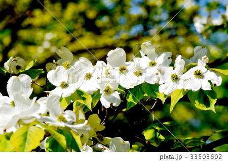 三鷹の花 植物 三鷹中原に咲く白いハナミズキ 33503602
