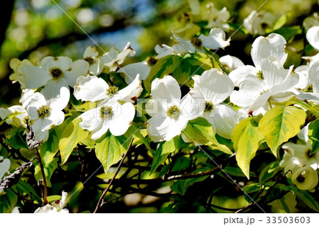 三鷹の花 植物 三鷹中原に咲く白いハナミズキ 33503603