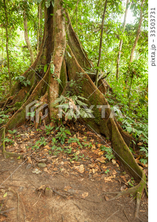 Buttress tree roots in rainforest 33503731