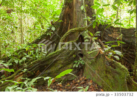 Buttress tree roots in rainforest 33503732