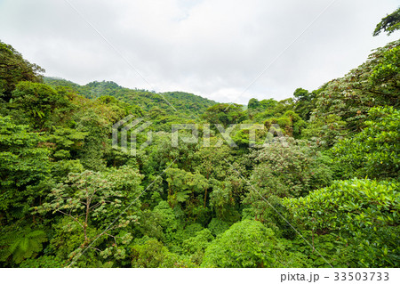 Lush rainforest canopy Monteverde Costa Rica Lush rainforest canopy Monteverde Costa Rica 33503733