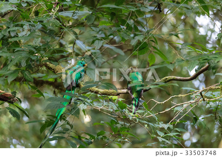 Quetzal birds wild Monteverde Costa Rica Quetzal birds wild Monteverde Costa Rica 33503748
