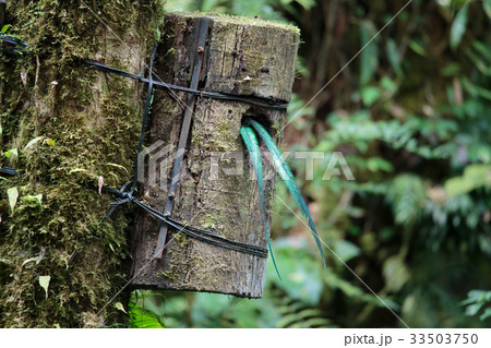 Quetzal bird wild Monteverde Costa Rica 33503750