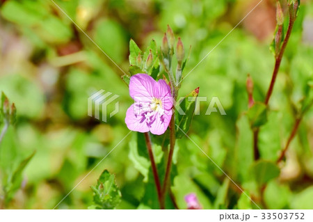 三鷹の花 植物 三鷹中原に咲くユウゲショウ 33503752