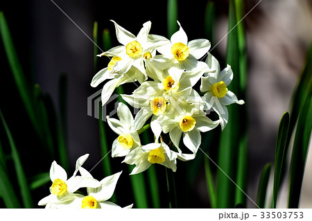 三鷹の花 植物 三鷹中原に咲くニホンスイセン 33503753