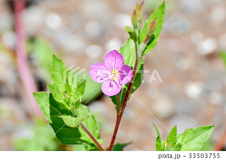 三鷹の花 植物 三鷹中原に咲くユウゲショウ 33503755