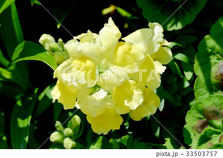 三鷹の花 植物 三鷹中原に咲く黄色キンギョソウ 33503757