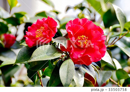 三鷹の花 植物 三鷹中原に咲く赤いヤブツバキ 33503758