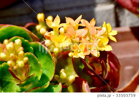 三鷹の花 植物 三鷹中原に咲く黄色いカランコエ-ブロスフェルディアナ種 33503759