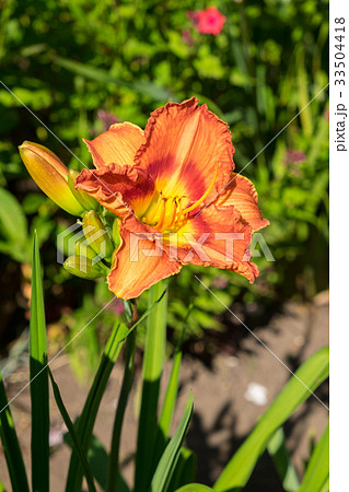 Day-lily aka Hemerocallis Day-lily aka Hemerocallis 33504418